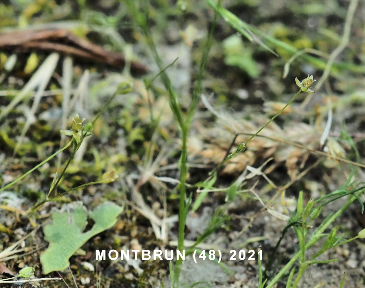 Sandwort, Fine-leaved fruit